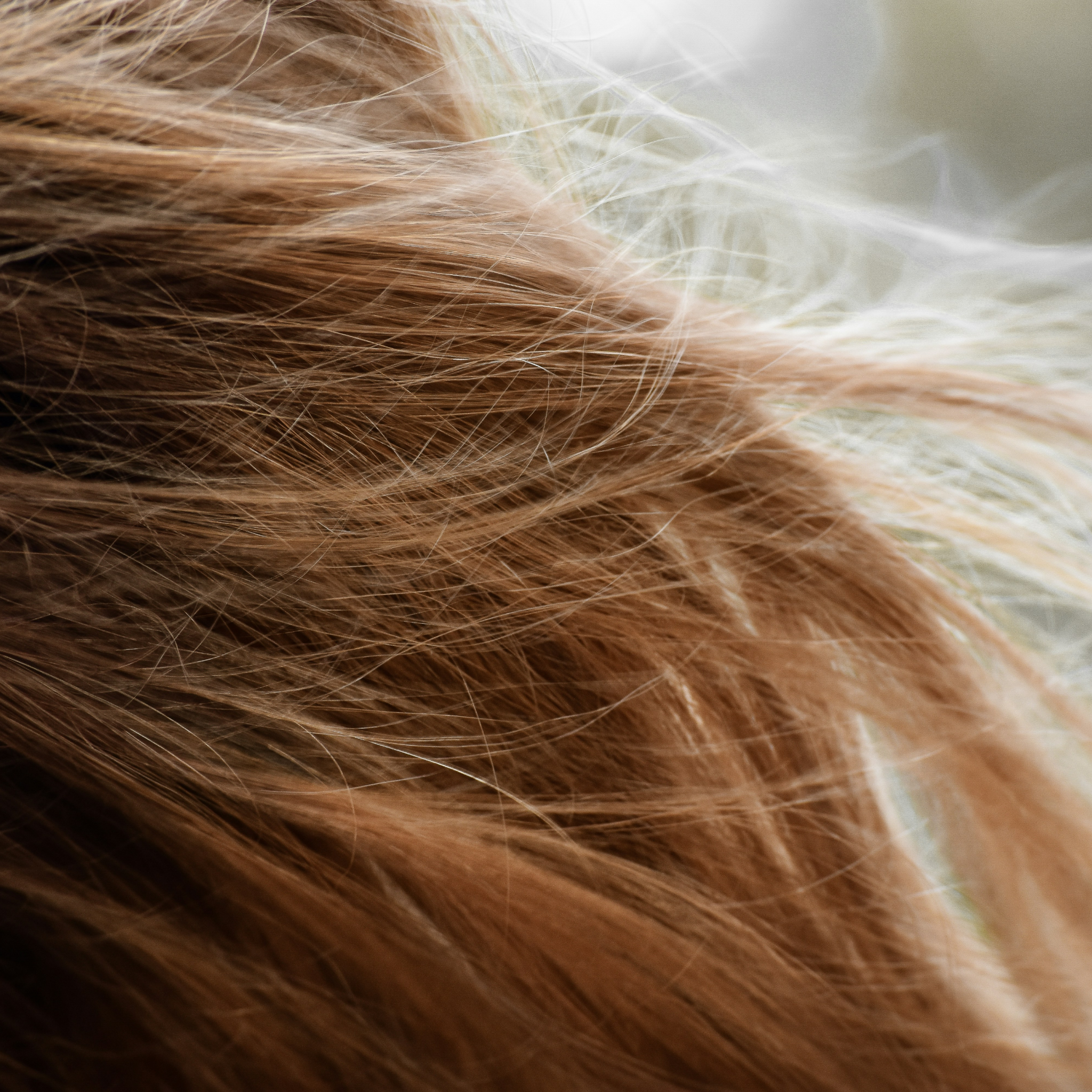 Get to Know Your Hair: 10 Interesting Facts for Better Hair Health